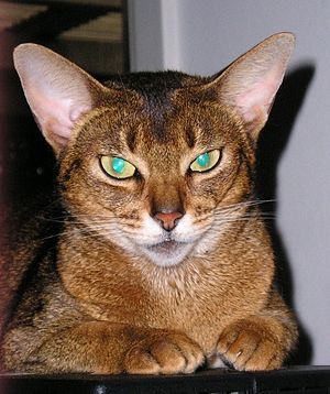 green-eyed abyssinian