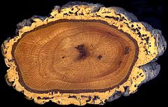 Cork oak trunk section.jpg