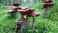 !Cortinarius evernius!