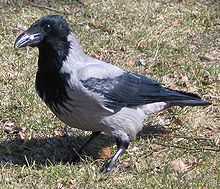 Hooded crow (Corvus cornix) Corvus corone cornix 0379.jpg