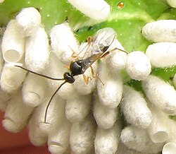 A parasitoid wasp (Cotesia congregata) adult with pupal cocoons on its host, a tobacco hornworm (Manduca sexta, green background), an example of a hymenopteran biological control agent Cotesia9061.8.15.07.c.jpg