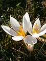 Crocus sieberi 'Bowles White'