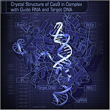 Crystal Structure of Cas9 in Complex with Guide RNA and Target DNA.jpg