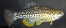 Miniatura para Cualac tessellatus