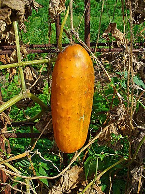 Cucumis sativus, Cucurbitaceae, Cucumber, frui...