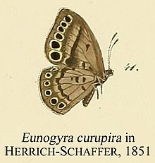 Eunogyra curupira