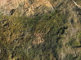 The cyanobacterial-algal mat, salty lake on the White Sea seaside.