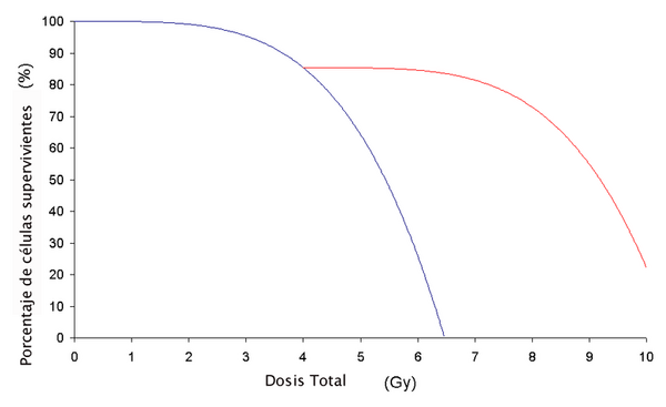 Este es un gráfico que muestra el efecto de fraccionar la capacidad de los rayos gama para producir la muerte celular. La línea azul es para las células que no tuvieron un período de recuperación, mientras que la línea roja es de las células que tuvieron un período de descanso y recuperación.