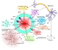 Schematische Darstellung der Efflux-Transporte am Endothel der Blut-Hirn-Schranke