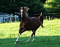 52. Cavallo Equus caballus - Perissodactyla