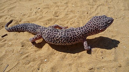 Lagartixa-leopardo (Eublepharis macularius). (definição 3 712 × 2 088)