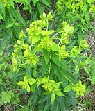 Молочай степовий (Euphorbia stepposa)