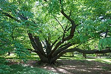 Fagus engleriana - Morris Arboretum - DSC00475.JPG