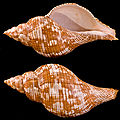 Abapertural (bottom) and apertural view of a shell.