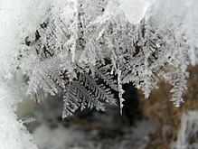 Freshly fallen snowflakes Feathery Snow Crystals (2217830221).jpg