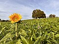 Feld mit Ramtillkraut als Gründüngung am Zürichsee