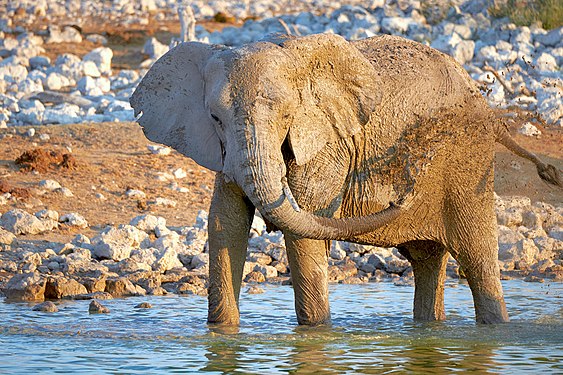 Female African bush elephant (loxodonta africana) taking mud bath at Okaukuejo waterhole in Etosha National Park Namibia.