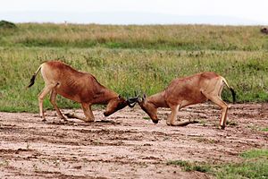 Male hartebeest locking horns and fiercely defending their territories. An example of direct competition