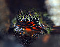 Image 15Fire-bellied toad