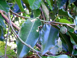 Galbulimima