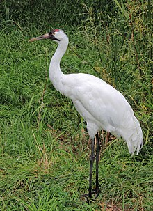 Whooping Cranes Pictures