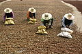 Badyánová farma, Guangxi, Čína