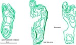 Miniatura para Proceso de hominización