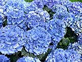 Blau blühende Gartenhortensie