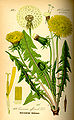 Løvetann fra tysk flora (1885)