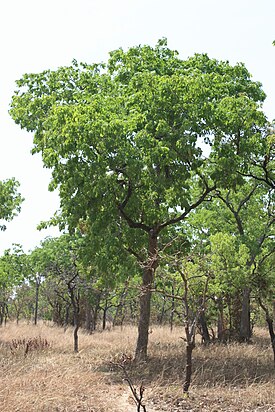 Sudaninmutobo (Isoberlinia doka)