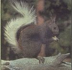 Sciurus aberti kaibabensis