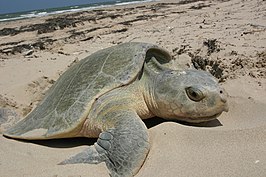 Kemps zeeschildpad