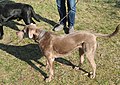 Labrador Retriever Fälschung