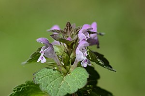 자주광대나물(Lamium purpureum)