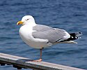 European herring gull