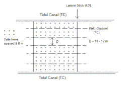 படம். 4. பக்கவாட்டு பள்ளங்களுக்கு இடையில் வயல் கால்வாய்கள் பாய்கின்றன.