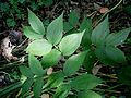 Lathyrus vernus leaf
