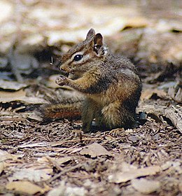 Mažasis burundukas (Tamias minimus)