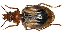 Lebia darlingtoniana M.Baehr, 2004 (3113361460).jpg