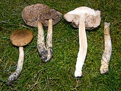 Leccinum schistophilum