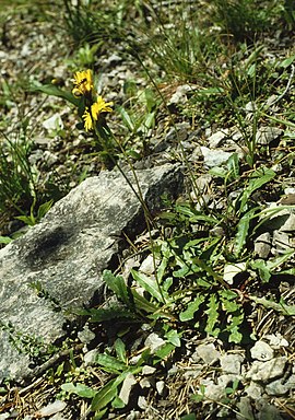 Stivhåret borst (Leontodon hispidus).