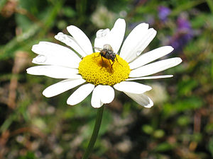 Pollinerande insekt