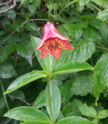 Photo of single flower Taken on Roan Mtn.
