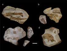 Линюанозавр holotype.png