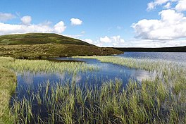 A lake with grass growing up through the water