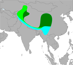      Área de reproducción de L. p. tschebaiewi     Área de reproducción de otras poblaciones     Área de invernada