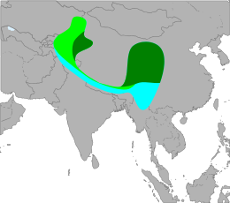 Elterjedési területe (a sötétzöldben a tschebaiewi alfaj költ, a világoszöldben a többi alfaj és a kéken áttelel)