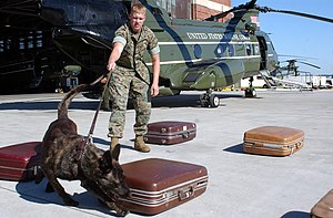 English: A Military Working Dog practices sear...