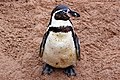 Humboldt-pingvin (Spheniscus humboldti)