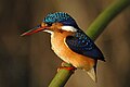 Juvenile Malachite Kingfisher
